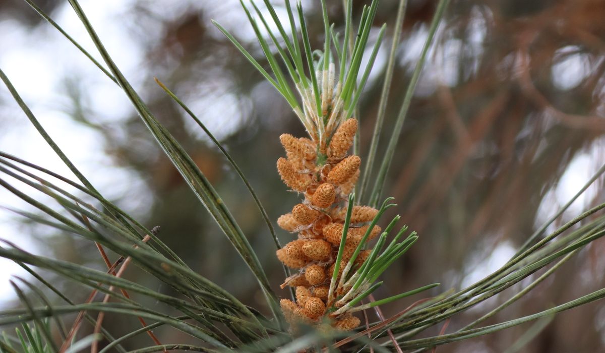 Identifying Nutrient Deficiencies in Conifer Foliage