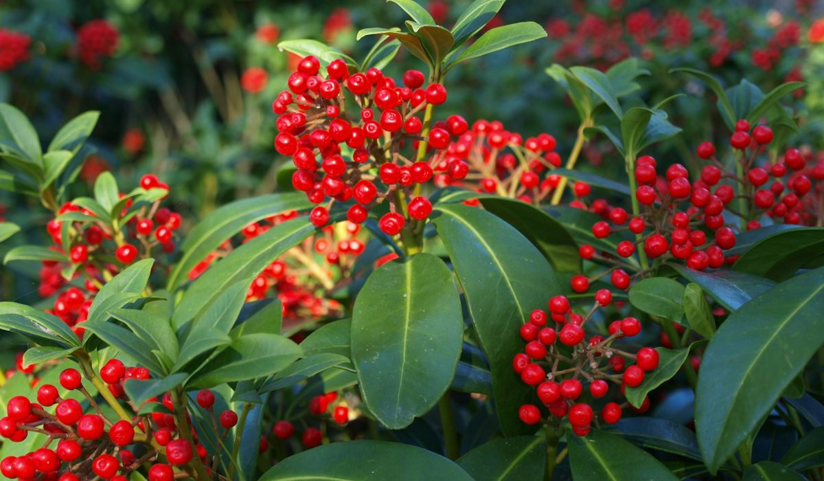 Planting a Mixed Evergreen Border for Seasonal Interest