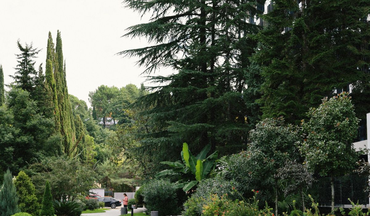 Pruning Pine Trees Without Causing Permanent Damage