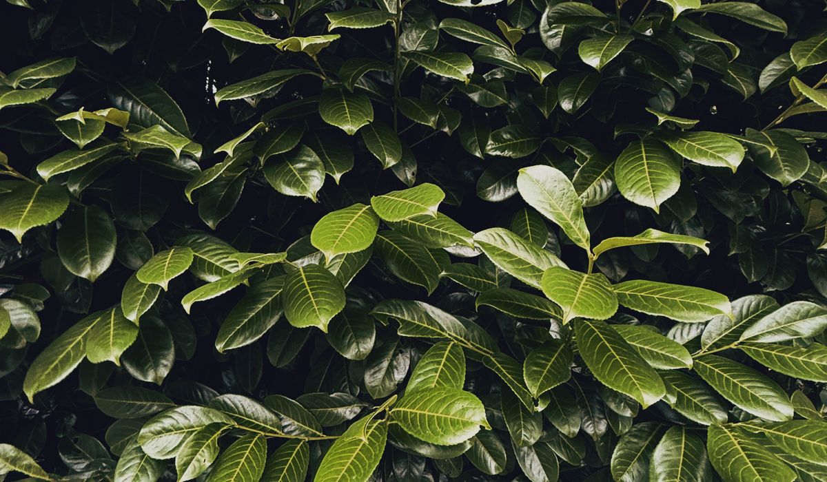 Recognising Disease Problems in Garden Conifers
