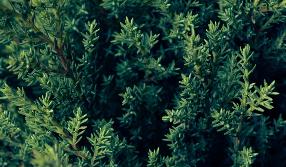 Training a Young Pine into a Bonsai Style Shape