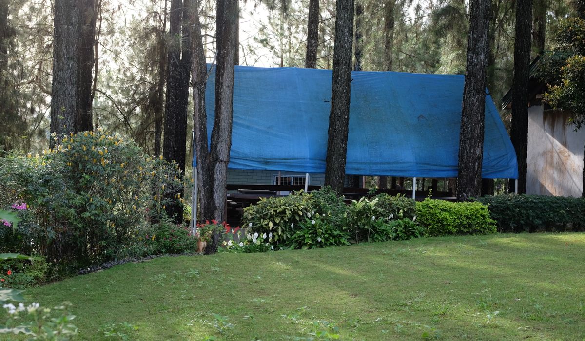 Understanding Soil Requirements for Healthy Conifer Growth