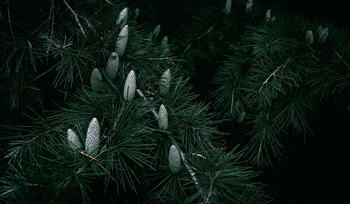 Dealing with Root Competition Under Mature Pine Trees