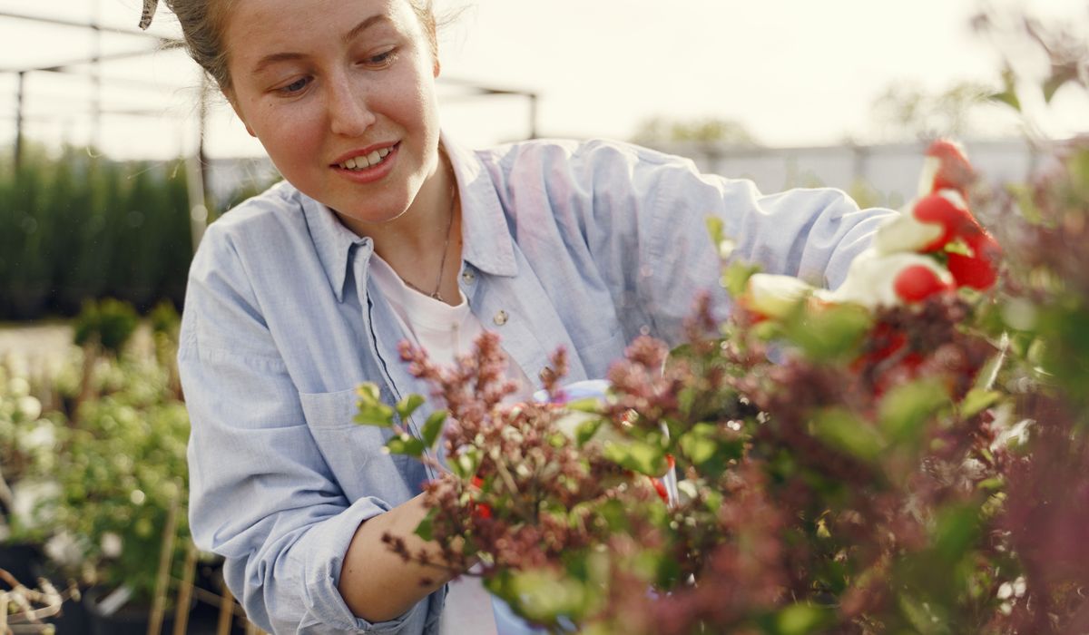 Feeding Conifers: When and What to Use