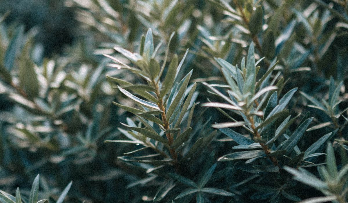 Protecting Conifers from Winter Wind and Frost Damage